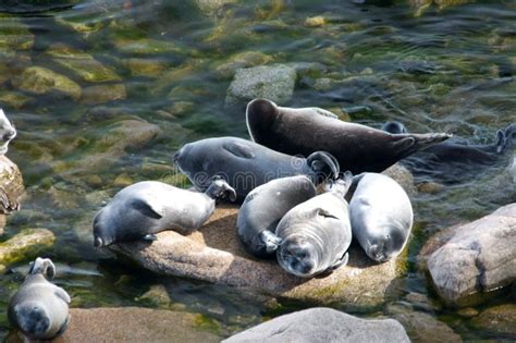 Foca Baikal O Nerpa Endémica Del Lago Baikal Mirando A La Cámara Con