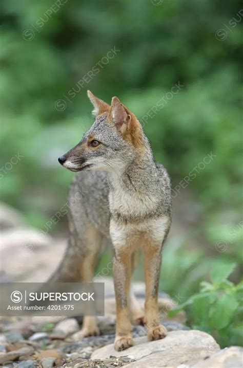 Sechuran Fox (Lycalopex sechurae) portrait in stream-side habitat ...