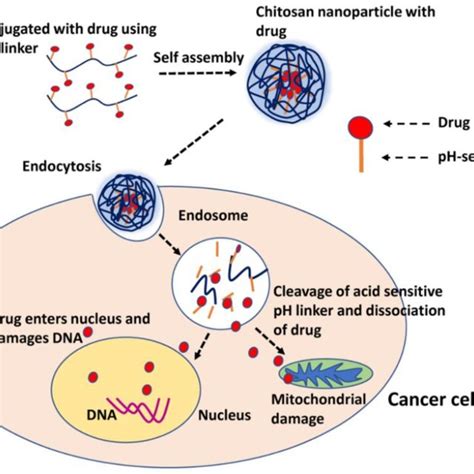 Ph Responsive Drug Release Of Tamoxifen From Chitosan Nanoparticles Download Scientific Diagram