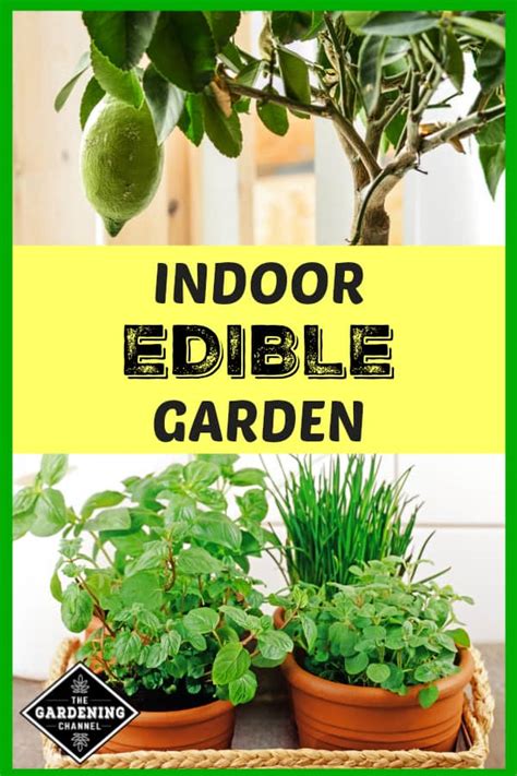 How To Grow An Indoor Edible Garden Gardening Channel