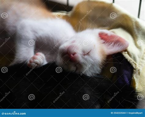 Adorable White One Month Kitten Sleeping with Black Kitten Stock Photo ...