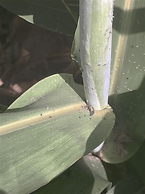 CORN LEAF APHIDS | Extension Entomology