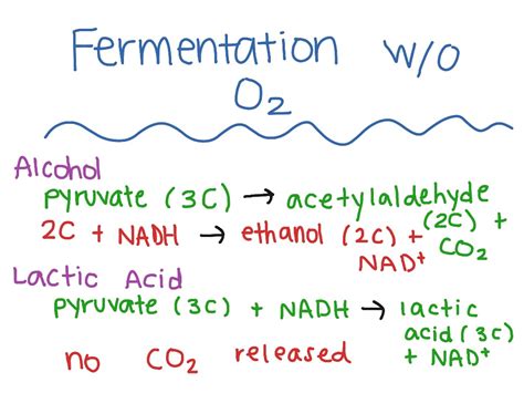 Biology Chapter 7 Fermentation W O O2 Science Showme