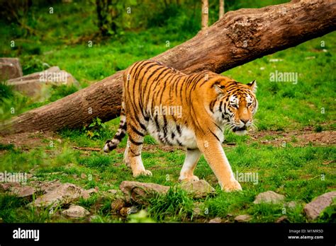 Tiger in forest. Tiger portrait Stock Photo - Alamy