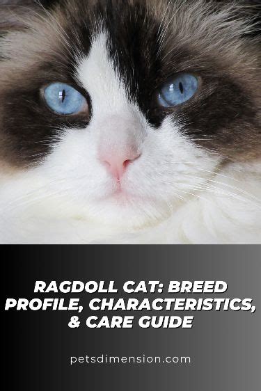 Ragdoll Cat Breed Profile Characteristics And Care Guide In 2023