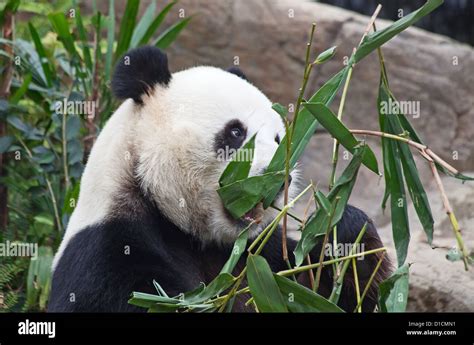 Oso Panda Gigante Comiendo Hojas De Bamb Fotograf A De Stock Alamy