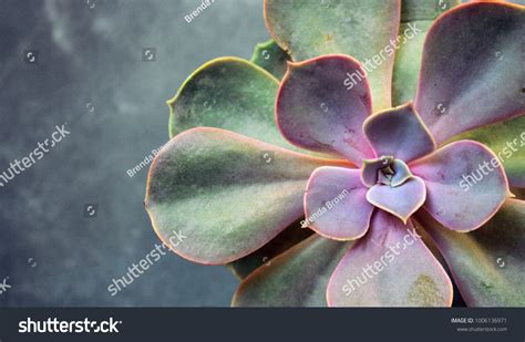 Succulent Echeveria Perle Von Evergreen Succulent Stock Photo Edit Now