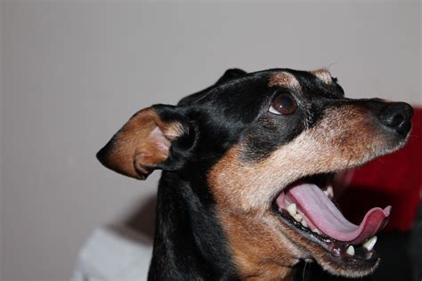 Fotos Gratis De Cerca Vertebrado Lengua Raza Canina Expectante