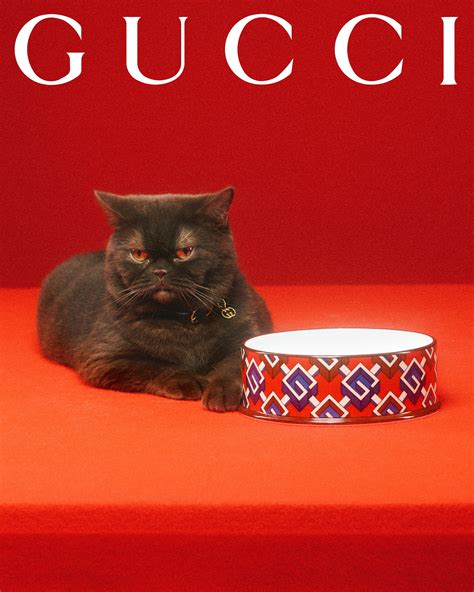 Gucci Pet Collection 2022 Ad Campaign The Impression