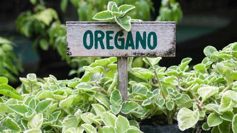 Cómo plantar orégano en casa Casetas de Jardín