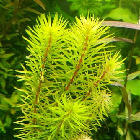 Rotala Bangladesh INVITRO Bakje PlantExpress Voor De Mooiste