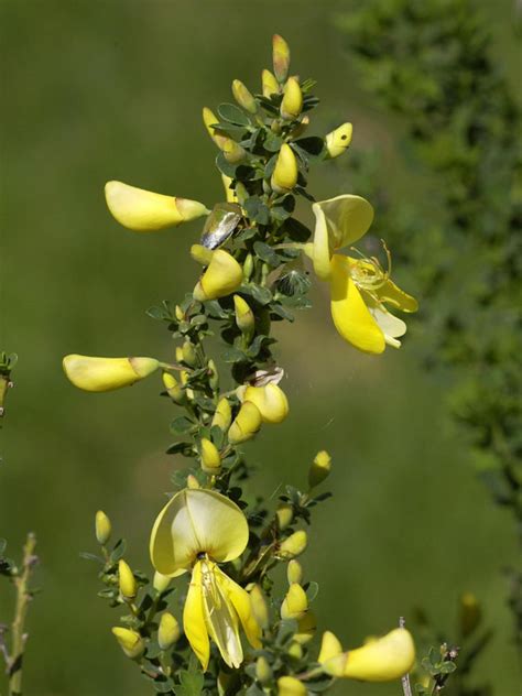 Cytisus Scoparius Luna Edelginster