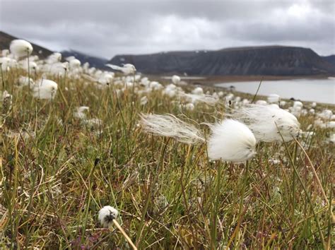 Adaptations for Arctic conditions - Learning Arctic Biology