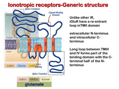 PPT - Receptors and transduction 1 PowerPoint Presentation, free ...