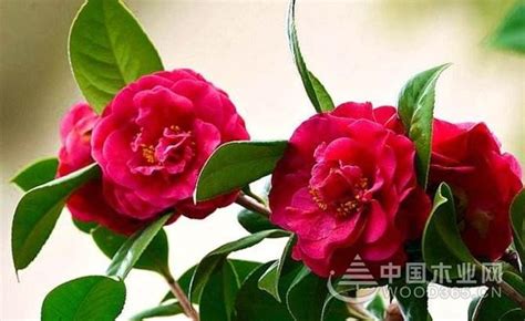 1001个茶花品种介绍 茶花品种90种图片名字 第2页 大山谷图库