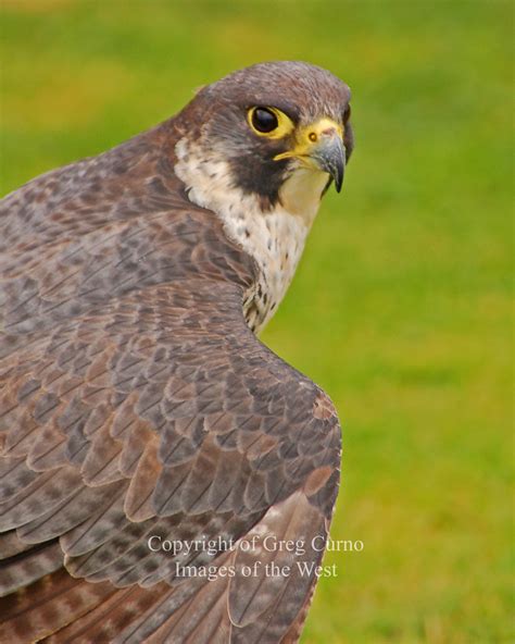 Peregrine Mantling Cornish Bird Of Prey Centre Greg Curno Flickr