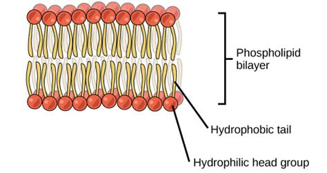 Biology The Chemistry Of Life Biological Macromolecules Lipids Oertx