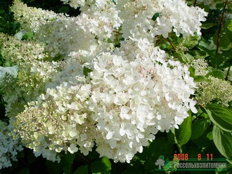 Гортензия метельчатая Грандифлора (Hydrangea paniculata Grandiflora)