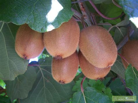 Фото к объявлению: саженцы актинидии (киви) — Agro-Ukraine