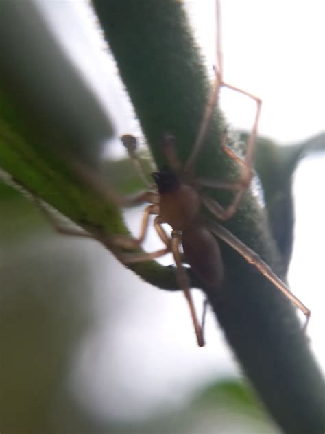 Long Legged Sac Spiders From Kolagi Karnataka India On May