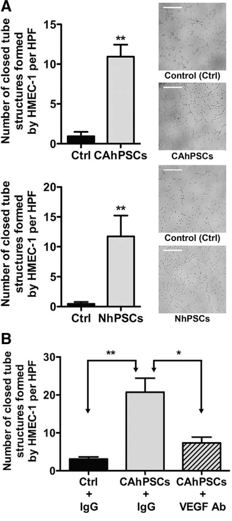 Figure 4 From Tumorigenesis And Neoplastic Progression Role Of