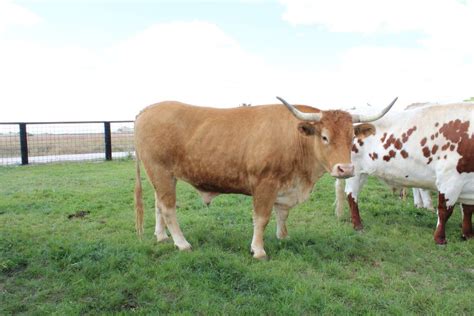 Bueyes De Raza Rubia Gallega La Mejor Carne De Espa A Terrabuey