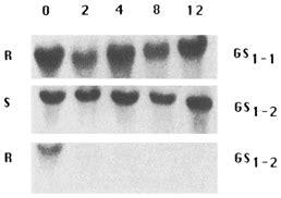 Rna Gel Blot Hybridization Analysis Of Gs And Gs Transcript