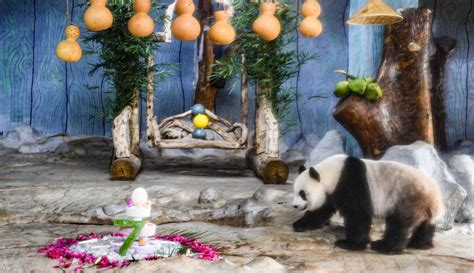 Foto Merayakan Ulang Tahun Dua Panda Raksasa Di Haikou Foto Liputan