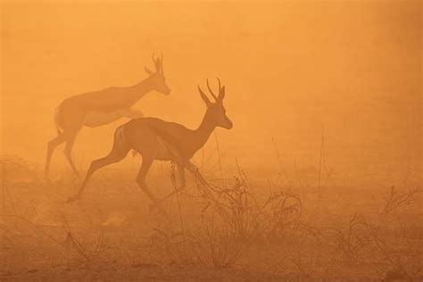 50+ Gazelle Running Silhouette Stock Photos, Pictures & Royalty-Free ...