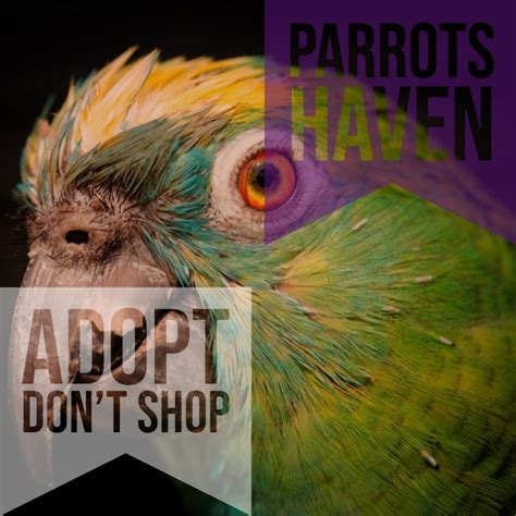 Special needs parrots for adoption – Parrots Haven Rescue