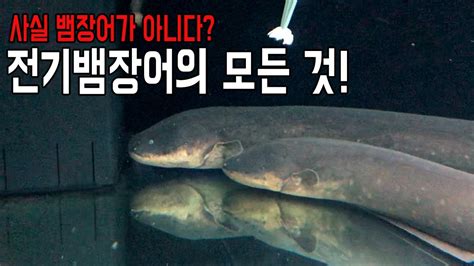 아쿠아프로 전기뱀장어가 사실 뱀장어가 아니다 알아봤습니다 Youtube