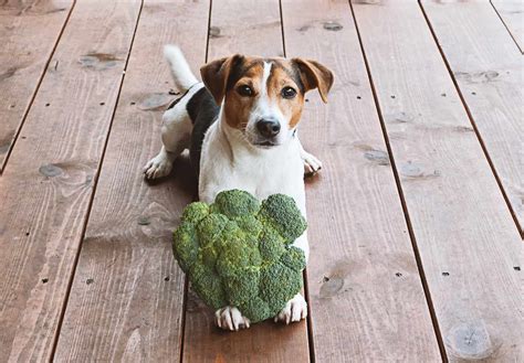 ¿el Brócoli Es Seguro Para Los Perros