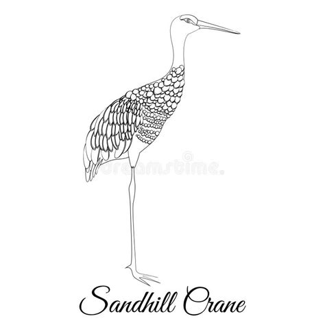 Sandhill Crane Outline Vector Coloring Stock Vector Illustration Of