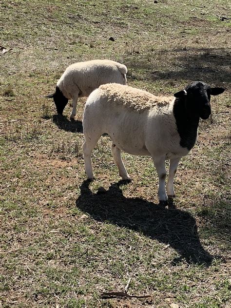 Sheep For Sale Dorper Sheep Society Australia