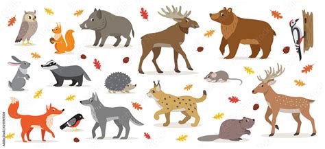 Big set of forest woodland animals isolated on white, owl, squirrel ...