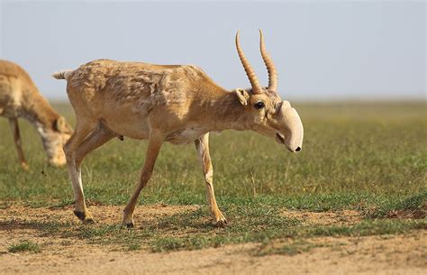 Meet The Conservationist Saving The Fast Disappearing Saiga Antelope In ...