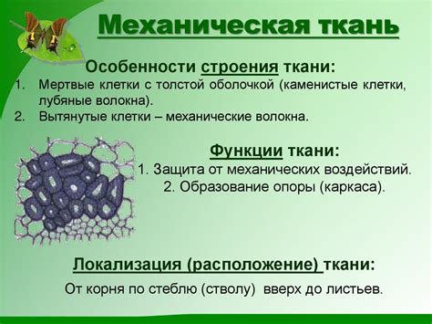 Презентация ткани растений 6 класс