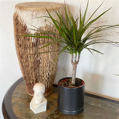 Dracaena - Marginata Cane Houseplant – Easy To Grow Bulbs