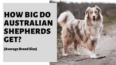 How Big Do Australian Shepherds Get [average Breed Size]