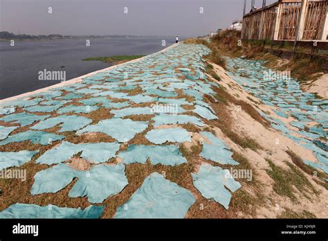 dhaka bangladesh  nov  processed lather dries   sun