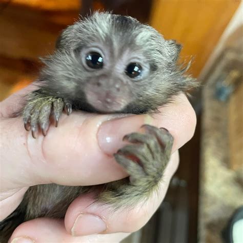 Mango’s Monkey Tree | Cleveland TN