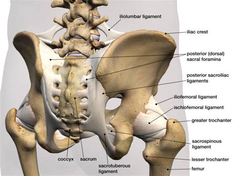 posterior sacroiliac ligament stock  pictures royalty