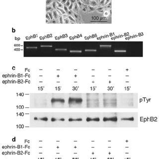 Activation Properties Of Ephb And Ephb By Stimulation With Soluble