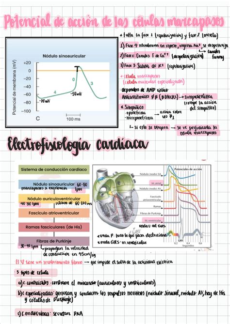 Solution S4 Fisiolog A Electrocardiograma 240306 165711 Studypool