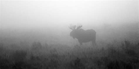 Bull Moose — Jeffrey Murray Photography - Limited Edition Photography by Jeffrey Murray