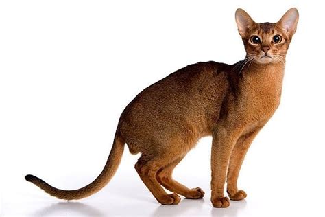 Abyssinian The Abyssinian Is One Of The Worlds Oldest Breeds Of Cat