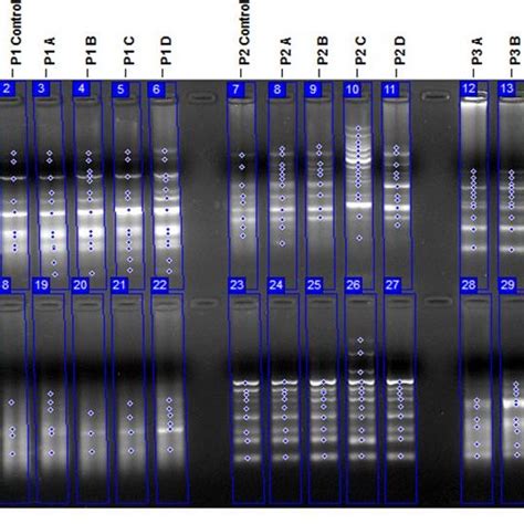 Randomly Amplified Polymorphic DNA RAPD Profiles Of Imazamethabenz