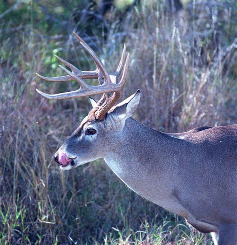 Texas' deer hunting season looks inviting