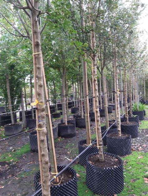 Root Balled Trees, Bare Root Trees and Hedge Planting - Hedge Cutting