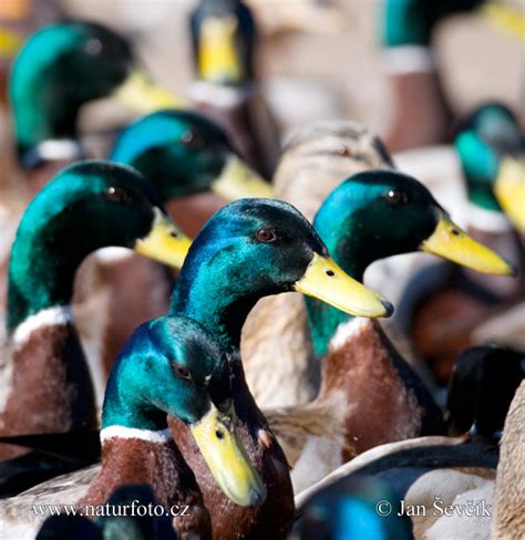 Divlja patka Fotografije, Slike